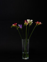Bouquet colorful freesias on a black background