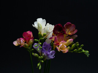 Fototapeta na wymiar Bouquet colorful freesias on a black background