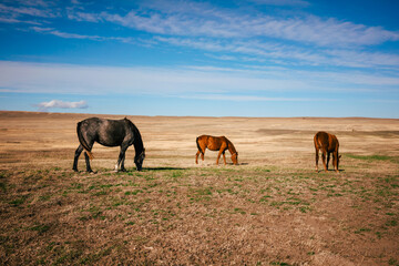Fototapeta na wymiar Landscape shot of the Georgian steppe Udabno in Georgia with three horses in the foreground. Wide land and blue sky. endless fields. Warm light on the countryside.