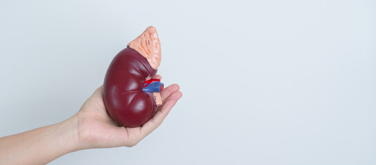 woman holding Anatomical human kidney Adrenal gland model. disease of Urinary system and Stones,...