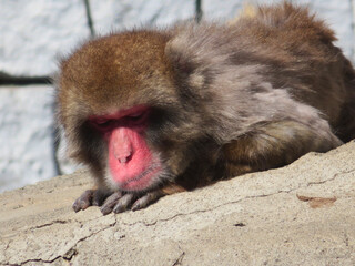 Japanese macaque taking a break