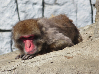 Japanese macaque taking a break