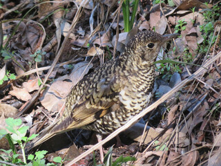 Tiger Thrush