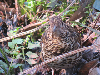 Tiger Thrush