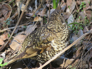 Tiger Thrush