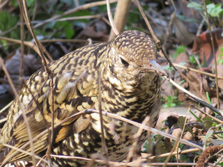 Tiger Thrush