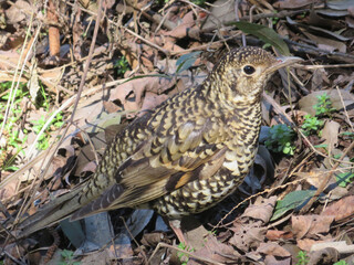 Tiger Thrush