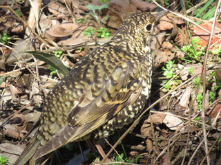 Tiger Thrush