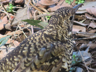 Tiger Thrush