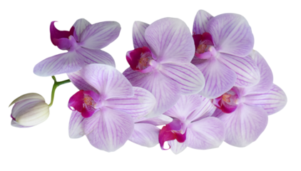 Orchid flowers isolated on transparent background png file