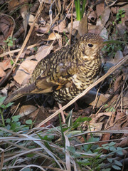 Tiger Thrush