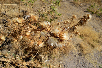 grass in the wind
