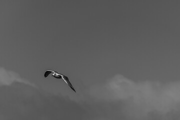 birds in the sky