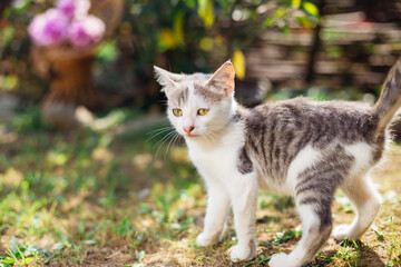 Naklejka na ściany i meble A small cat walks in nature. The concept of pets and comfort. Cat shelter, animal care