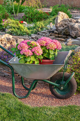 Gardening as a hobby in the agricultural arrangement. The wheelbarrow with blooming flowers is the center of the sunny day in a rural area photo. Beautiful lawn and colourful plants in the background.