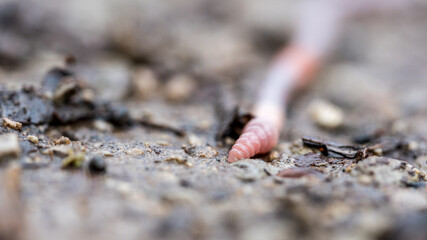 Close-up of an earthworm