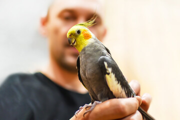 portrait of cute parrot close-up. The corella parrot sits on hand of its owner, selective focus