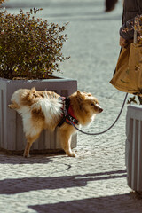 Cachorro xixi