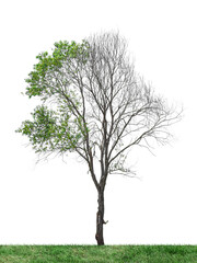 Half dead tree isolated on transparent background png file