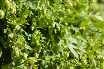Fototapeta na wymiar Closeup of green common hop with selective focus on foreground