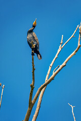 Great cormorant Phalacrocorax carbo , also known as the great black cormorant