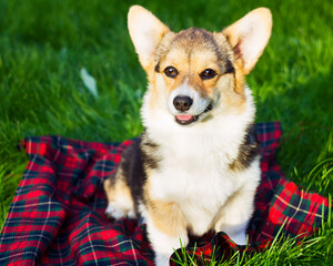 Dog portrait Pembroke Welsh Corgi