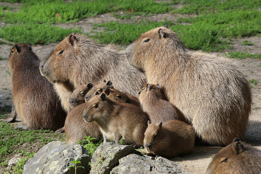 Capybara - Hydrochoerus hydrochaeris