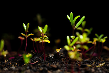 Portulaca oleracea. Low light view and close up of Common Purslane growing seedlings with light shining on the leaves in the dark shadows.