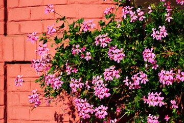 Pink geranium with lush green leaves in potter on window sill. Pelargonium. painted pink brick exterior wall background. wooden window shutters. shadows. summer scene. gardening and decorative plants - obrazy, fototapety, plakaty