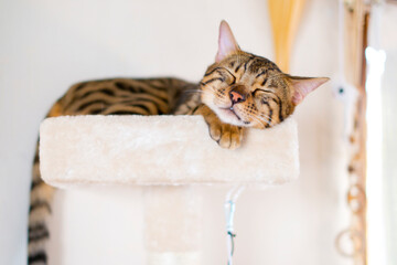 キャットタワーで寝るベンガル猫 - obrazy, fototapety, plakaty
