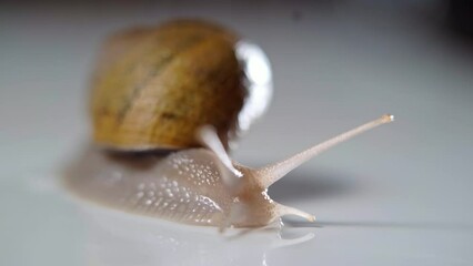 Close-up tentacles of land snail crawling on white background. Shelled gastropod creeping slowly indoors closeup