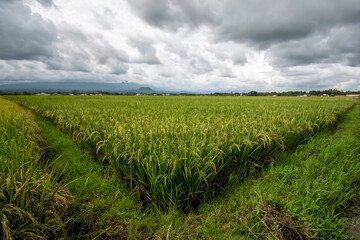 Rice in the rice fields, rice plants against a cloudy sky background