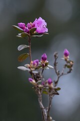 Obraz premium flowering shrub