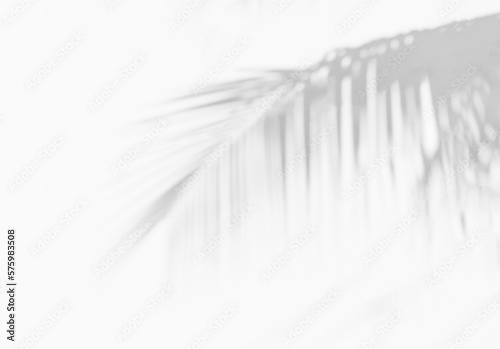 Aufkleber Grey shadow of natural palm leaf abstract background falling on white wall texture for background and wallpaper. Tropical palm leaves foliage shadow overlay effect, foliage mockup and design