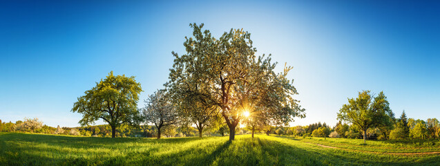 The sun shining through a tree on a green meadow, a panoramic idyllic rural landscape with clear blue sky after sunrise