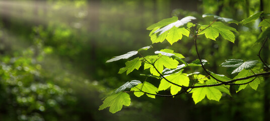 Green leaves on a branch in a forest, illuminated by pleasing sunrays, with trees as bokeh...
