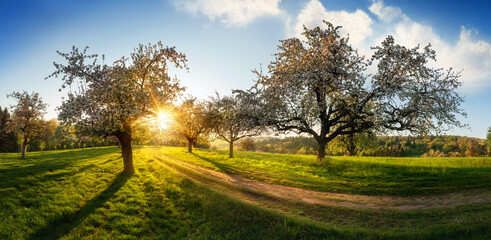 The sun beautifully illuminating a green meadow, a panoramic idyllic rural landscape with a path leading through the trees after sunrise - 575983960