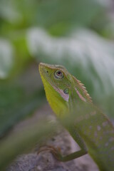 Bronchocela jubata, commonly known as the maned forest lizard, is a species of agamid lizard found mainly in Indonesia 
