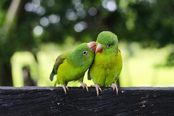 PERÍCO REAL COLOMBIANO