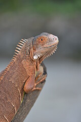 Iguana is a genus of herbivorous lizards that are native to tropical areas