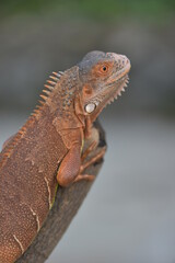 Iguana is a genus of herbivorous lizards that are native to tropical areas