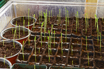 Sweet pea seedlings in propagator at 2 weeks.