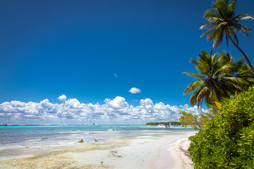 Tropical beach in caribbean sea, idyllic Saona island, Dominican Republic