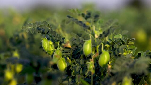 Chickpea bush. Chickpeas ripening in the field. Chickpeas in the field after treatment with chemicals. slow motion video