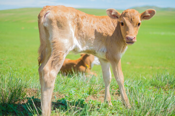モンゴルの大草原の子牛