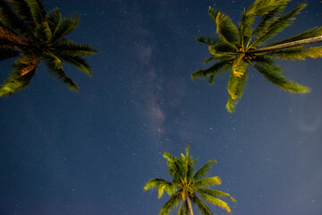 The Milky Way and some trees