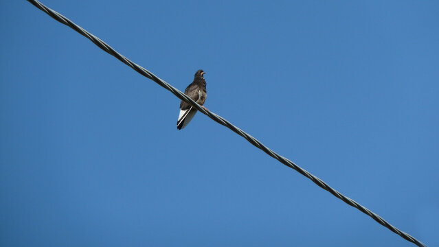 รูปภาพCorvi เลือกดูภาพถ่ายสต็อก เวกเตอร์ และวิดีโอ1,056 Adobe Stock