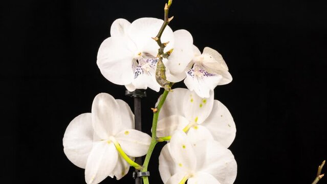 Papilio Polites butterfly emerging from cocoon on orchid, spreading its beautiful wings and flying away. White background 4K timelapse