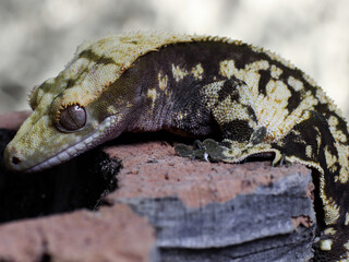 gecko lizard reptile on tree gecko eye scale