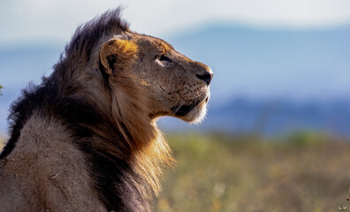 close up of a lion